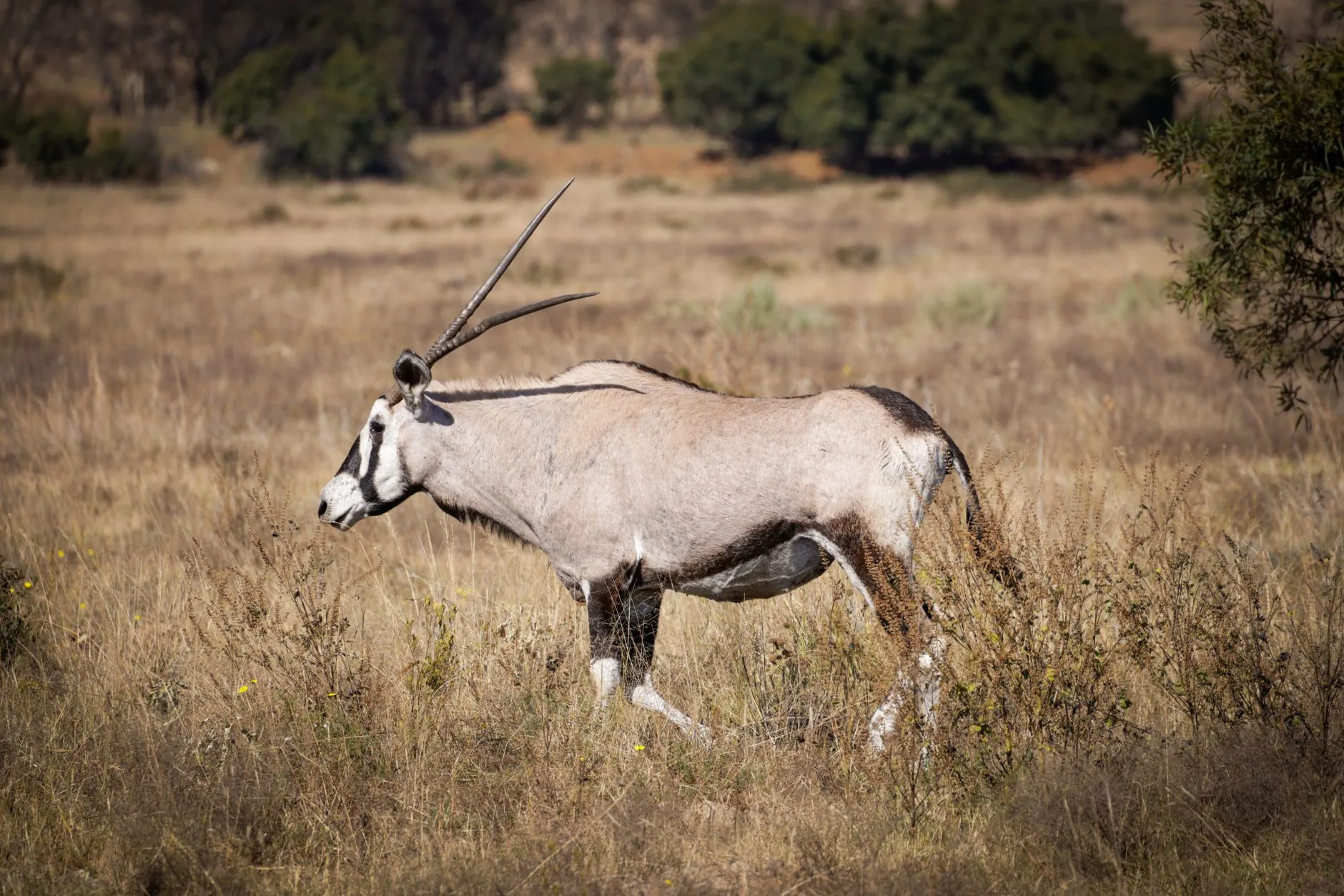 Oryx dans un paysage de savane sud-africaine