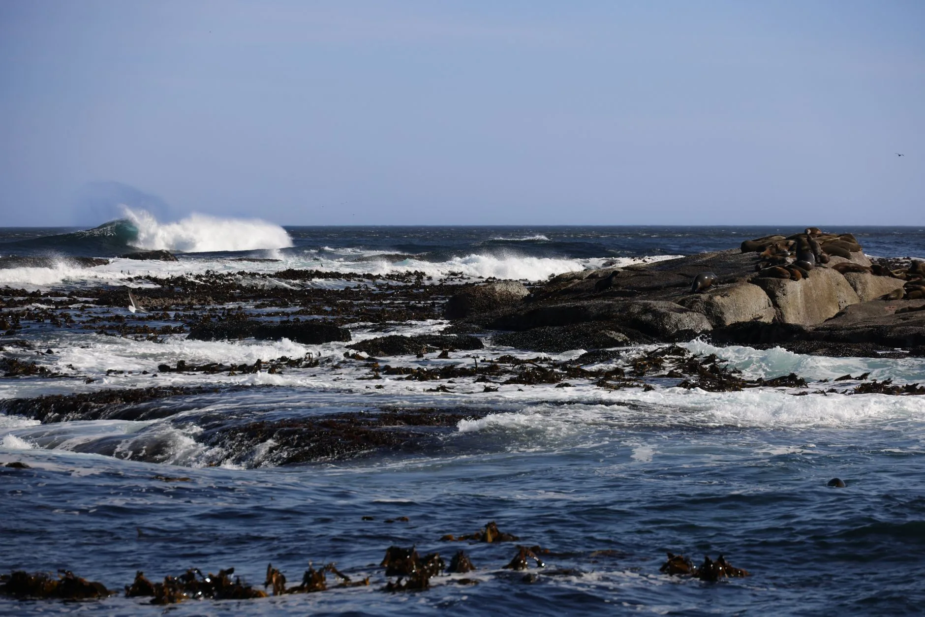 Aller d'Hermanus à Gansbaai et dans l'Overberg