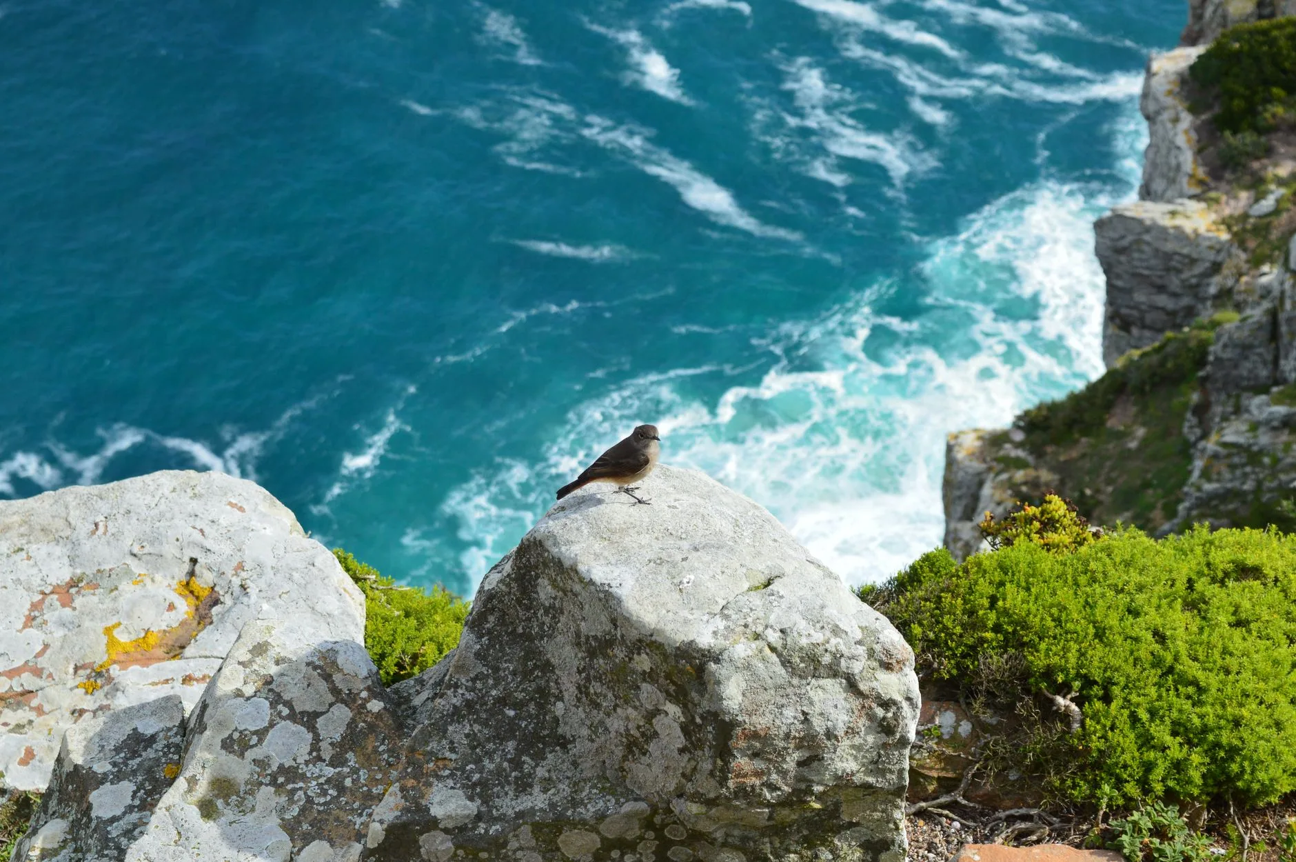 Observer les baleines depuis les falaises