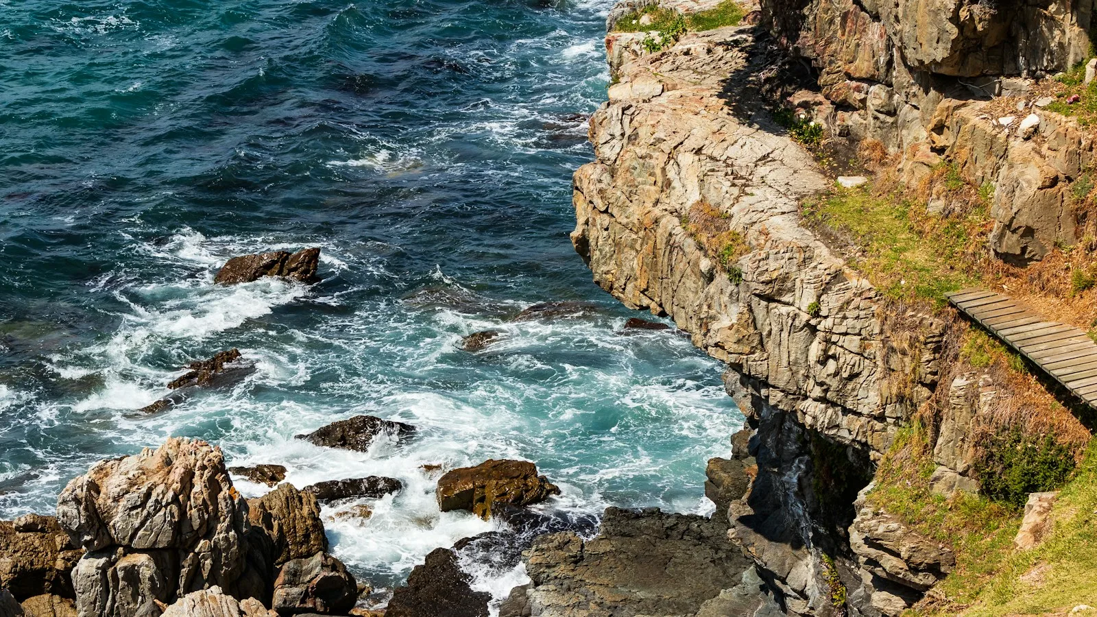 Baleine franche australe près de la côte d'Hermanus