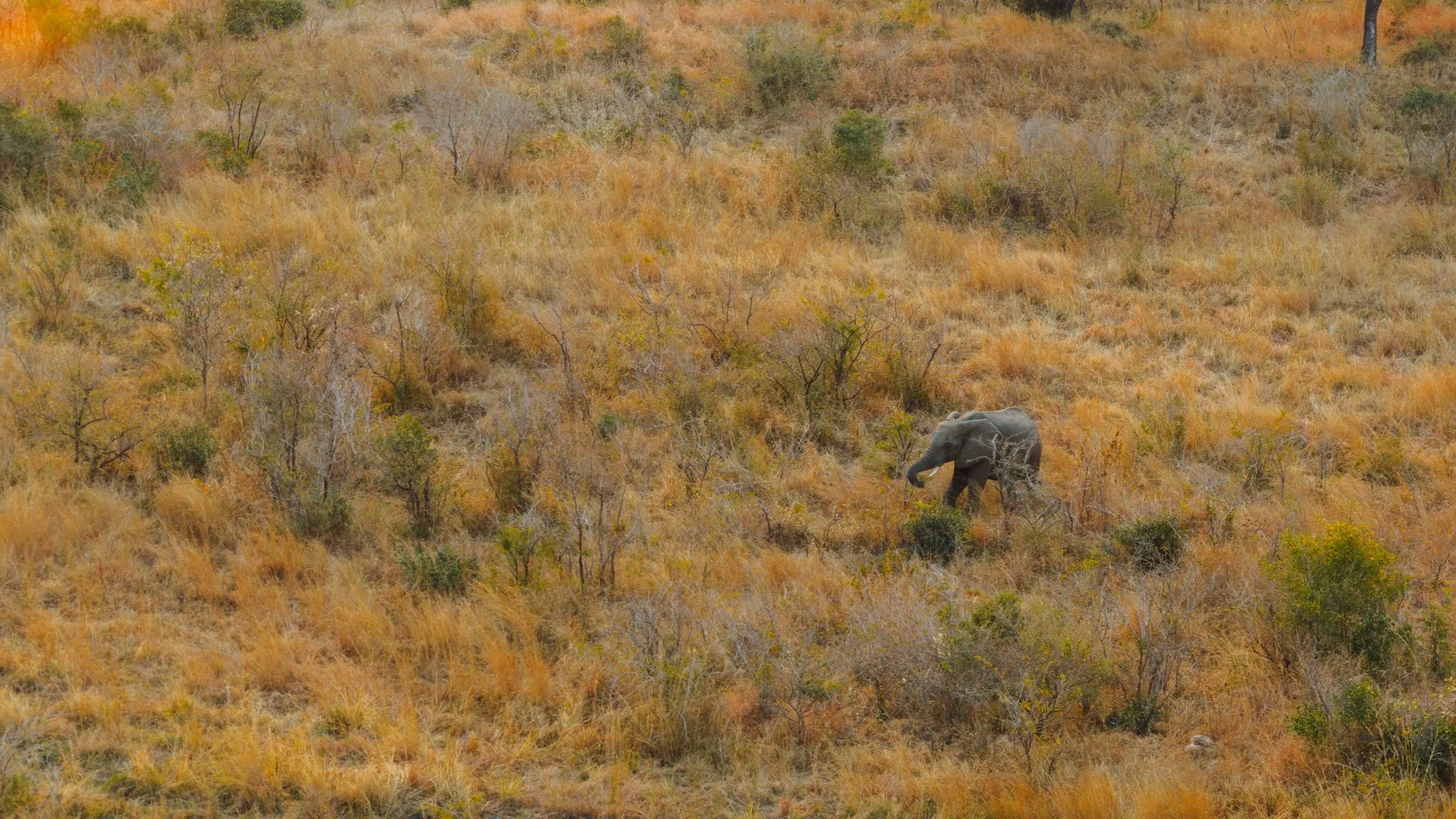 Le parc Kruger en quelques mots